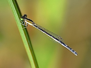 Citrine Forktail - (Ischnura hastata)